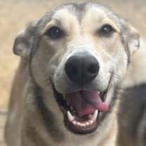 Thumbnail photo of Goldie #1