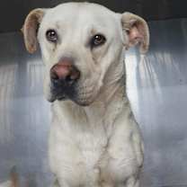 Thumbnail photo of Han Solo #2