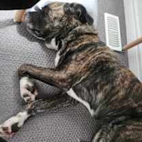 Thumbnail photo of Cedar #4