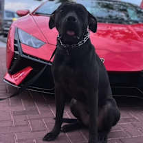 Thumbnail photo of Champ #1