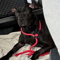 Thumbnail photo of Champ #2