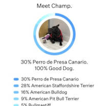 Thumbnail photo of Champ #3