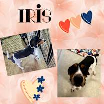 Thumbnail photo of Iris #1