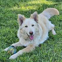 Thumbnail photo of Bailey #1