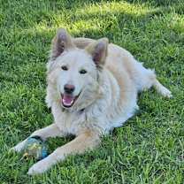 Thumbnail photo of Bailey #2