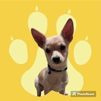 adopt-pet