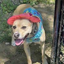 Thumbnail photo of Maybelle #1