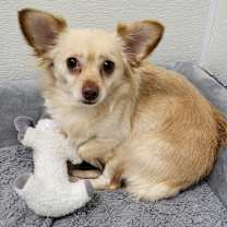 Thumbnail photo of Blondie #3
