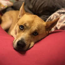 Thumbnail photo of BANE (COURTESY POST) #1