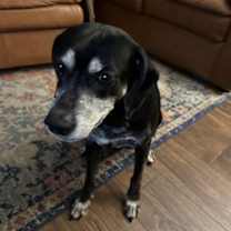Thumbnail photo of BO (COURTESY POST) #1