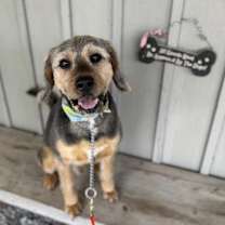 adopt-pet
