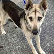 Thumbnail photo of Bella Trixie #3