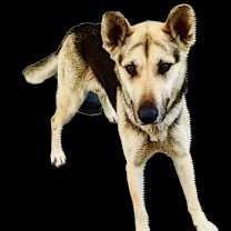 Thumbnail photo of BELLA TRIXIE #2