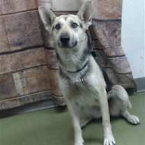 Thumbnail photo of BELLA TRIXIE #4