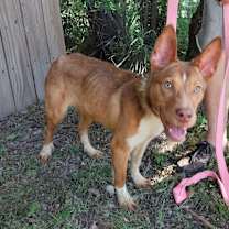 Thumbnail photo of Joy #2