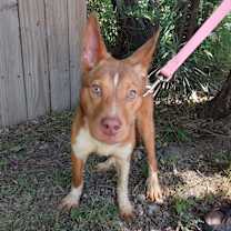 Thumbnail photo of Joy #3