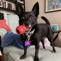 Thumbnail photo of Karo #4