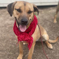 Thumbnail photo of Abby #2