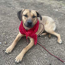 Thumbnail photo of Abby #1
