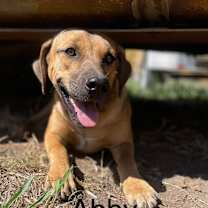 Thumbnail photo of Abby #3