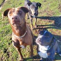 Thumbnail photo of Clancy #4