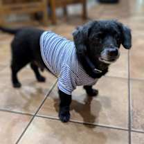 Thumbnail photo of Buster #1