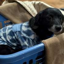 Thumbnail photo of Buster #2