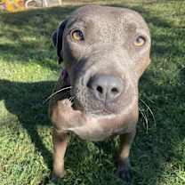 Thumbnail photo of lulu #1