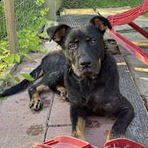 Thumbnail photo of Ranger #3