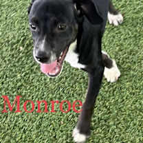 Thumbnail photo of Monroe #4