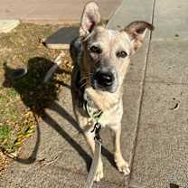 Thumbnail photo of Madrone #1