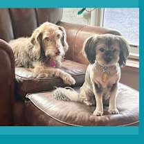 Thumbnail photo of Gidget and Bucky * #1