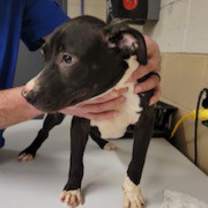Thumbnail photo of Brenda #1