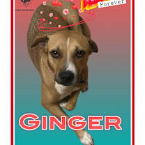 Thumbnail photo of GINGER #1