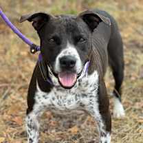 Thumbnail photo of Loki #4