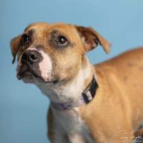 Thumbnail photo of Phoebe #1