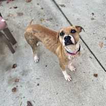Thumbnail photo of Phoebe #3