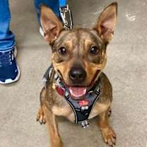 Thumbnail photo of Ranger *Adopt* #1