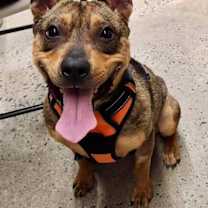 Thumbnail photo of Ranger *Adopt* #2