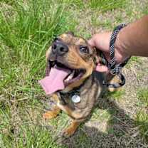 Thumbnail photo of Ranger *Adopt* #3