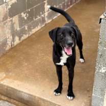 Thumbnail photo of Ace #1