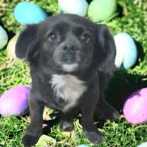 Thumbnail photo of Adorable Nellita - Petite girl #1