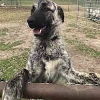 Thumbnail photo of Blue #3