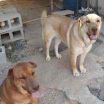 Thumbnail photo of ANNIE #4