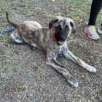 Thumbnail photo of Blue #4