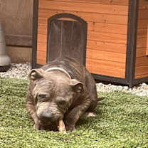 Thumbnail photo of Mimis #4