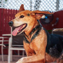 Thumbnail photo of Hank #2