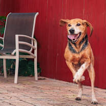 Thumbnail photo of Hank #3