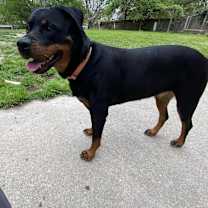 Thumbnail photo of RAIN #1