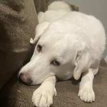 Thumbnail photo of Lulabelle #1